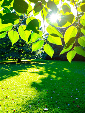 绿色草地阳光照耀在树叶上图片